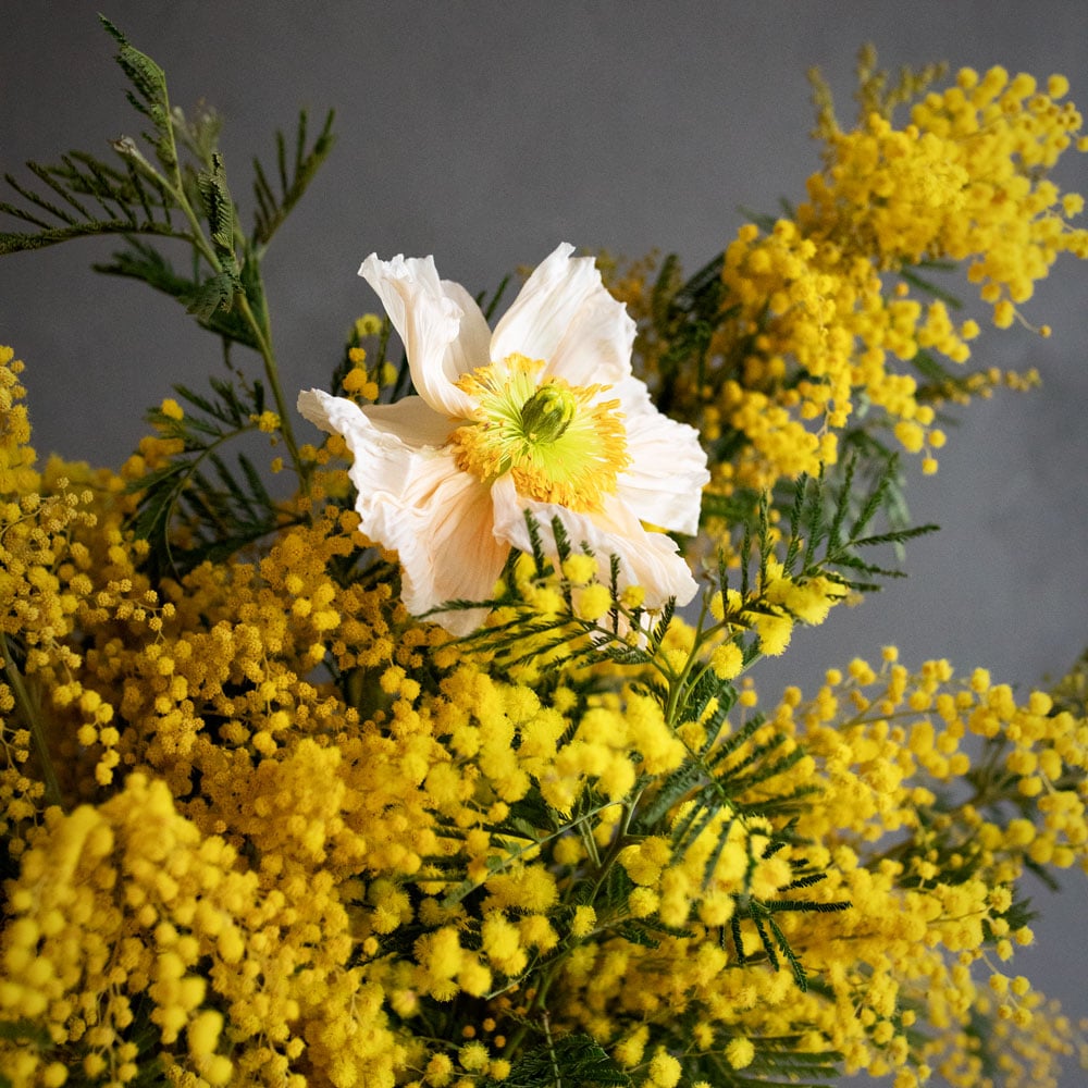 Mimosa-Inspirationsbild-2-1000px.jpg