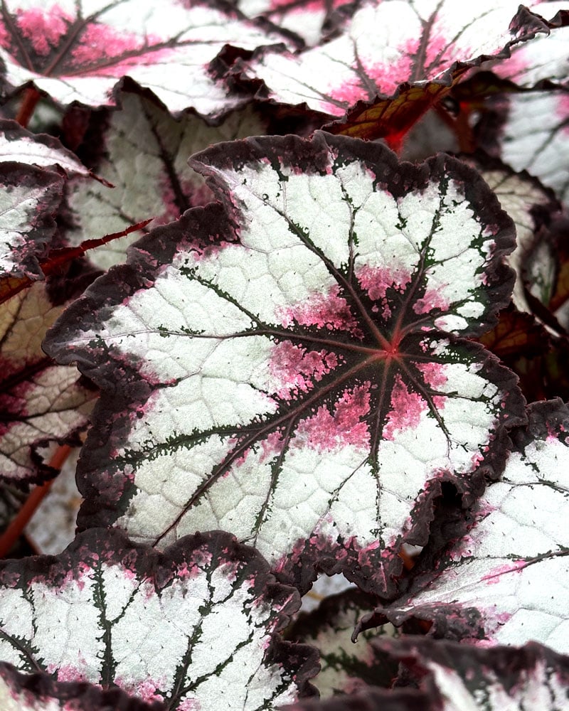 Bladbegonia-2-webb.jpg